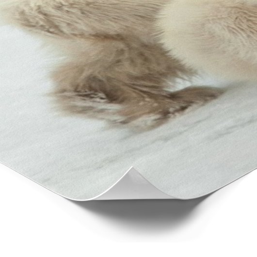 Polar She-Bären with Cubs Poster (Ecke)