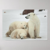 Polar She-Bären with Cubs Poster (Vorne)