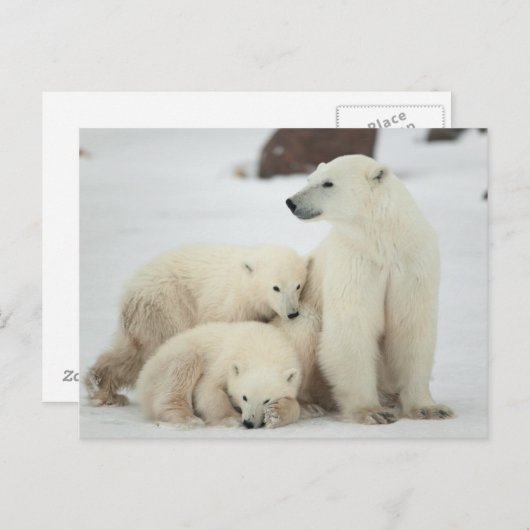 Polar She-Bären with Cubs Postkarte (Vorne/Hinten)