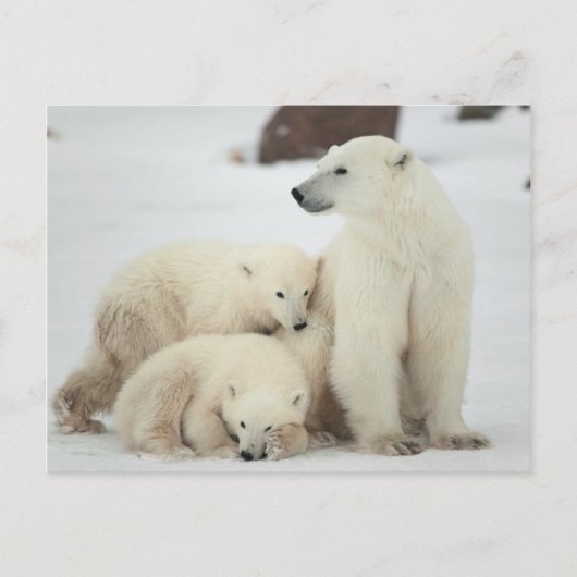 Polar She-Bären with Cubs Postkarte (Vorderseite)