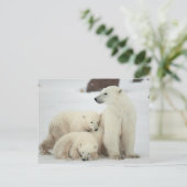 Polar She-Bären with Cubs Postkarte (Stehend Vorderseite)