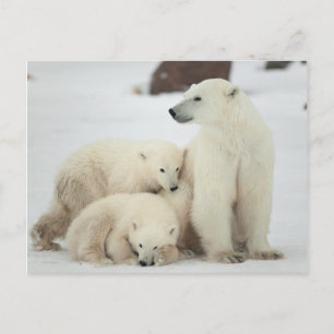 Polar She-Bären with Cubs Postkarte