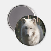 Polar Wolf Magnet (Vorderseite/Rückseite)