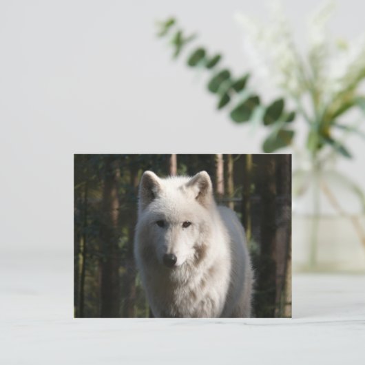 Polar Wolf Postkarte (Stehend Vorderseite)