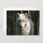 Polar Wolf Postkarte (Vorne/Hinten)