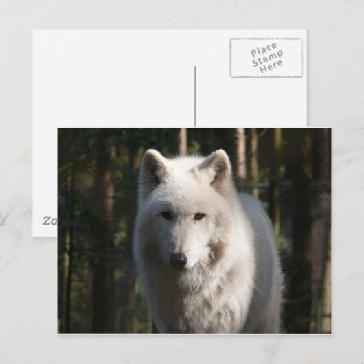 Polar Wolf Postkarte (Vorne/Hinten)