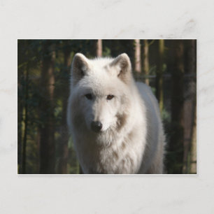 Polar Wolf Postkarte
