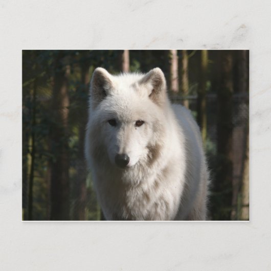 Polar Wolf Postkarte (Vorderseite)