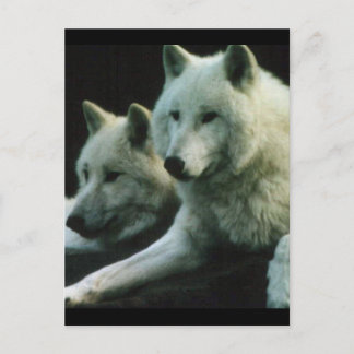 Polar Wolf Postkarte