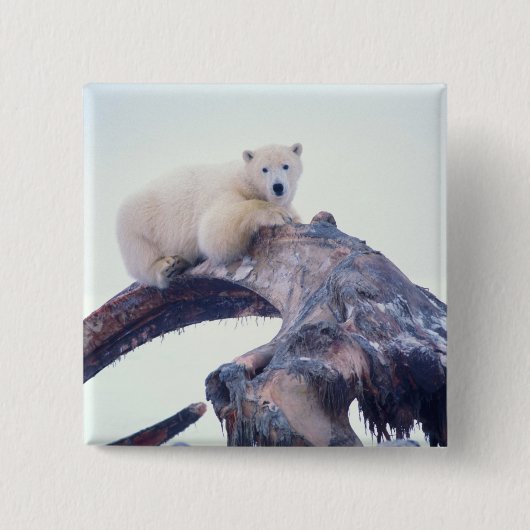 Polarbär auf einem Kieferknochen, Button (Vorderseite)