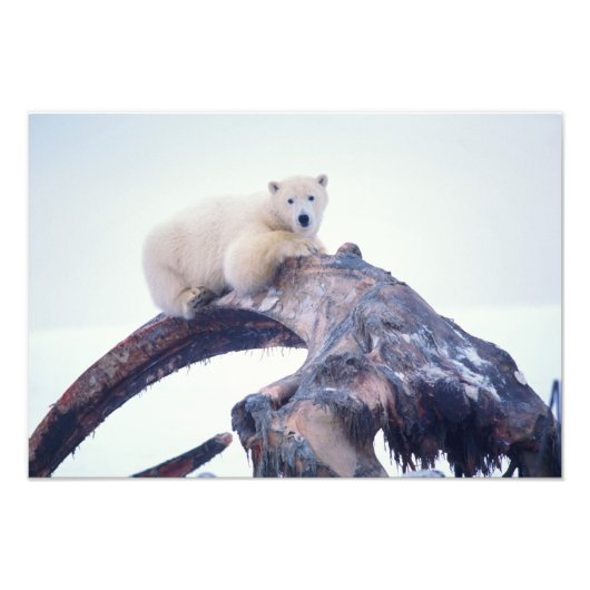 Polarbär auf einem Kieferknochen, Fotodruck (Vorne)