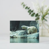 Polarbär: Berlin Postkarte (Stehend Vorderseite)