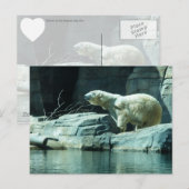 Polarbär: Berlin Postkarte (Vorne/Hinten)