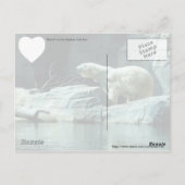 Polarbär: Berlin Postkarte (Rückseite)