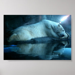 Polarbär im Gebet 2 Poster