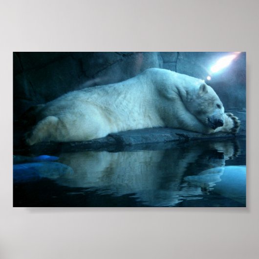 Polarbär im Gebet 2 Poster (Vorne)
