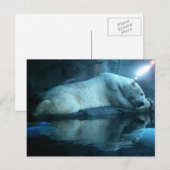 Polarbär im Gebet 2 Postkarte (Vorne/Hinten)