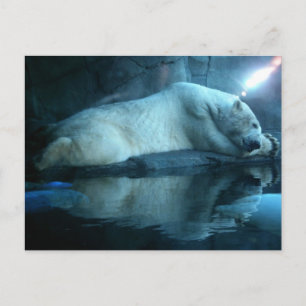 Polarbär im Gebet 2 Postkarte