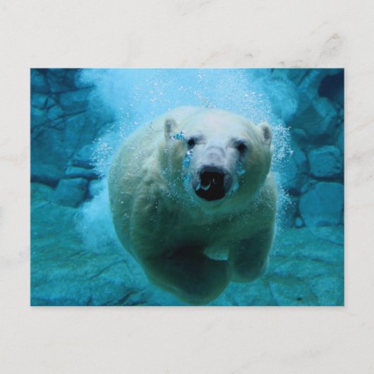 Polarbär im Wasser Postkarte (Vorderseite)