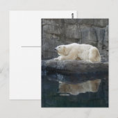 Polarbär mit Reflektion Postkarte (Vorne/Hinten)