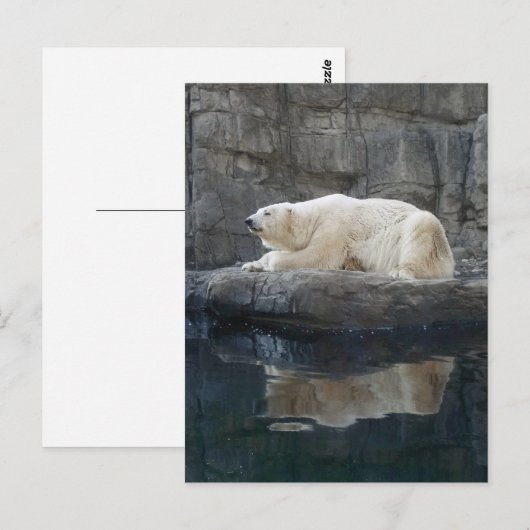 Polarbär mit Reflektion Postkarte (Vorne/Hinten)