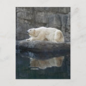 Polarbär mit Reflektion Postkarte (Vorderseite)