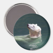 Polarbärenruhe Magnet (Vorderseite/Rückseite)