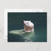 Polarbärenruhe Postkarte (Vorne/Hinten)