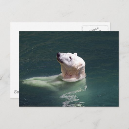 Polarbärenruhe Postkarte (Vorne/Hinten)