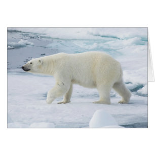 Polarbärenwanderung, Norwegen