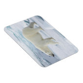 Polarbärenwanderung, Norwegen Magnet (Rechte Seite)