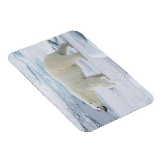 Polarbärenwanderung, Norwegen Magnet (Rechte Seite)