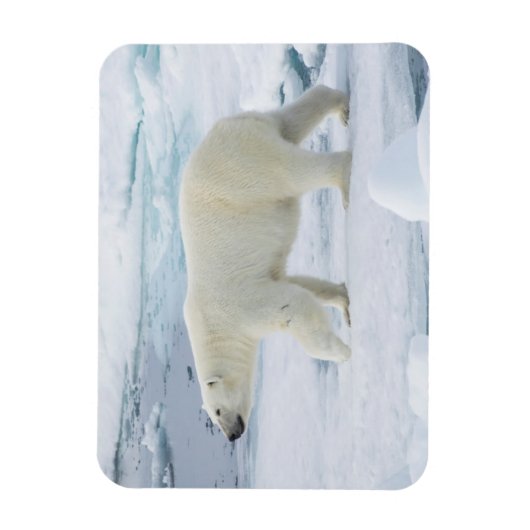 Polarbärenwanderung, Norwegen Magnet (Vertikal)