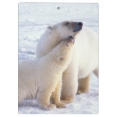Polarbärsäte mit Krug, Packung Klemmbrett (Rückseite)
