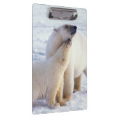 Polarbärsäte mit Krug, Packung Klemmbrett (Rechts)