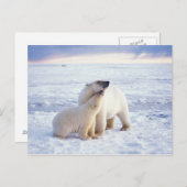 Polarbärsäte mit Krug, Packung Postkarte (Vorne/Hinten)