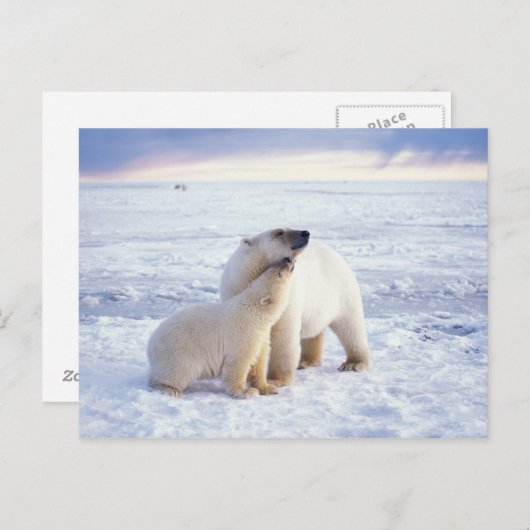 Polarbärsäte mit Krug, Packung Postkarte (Vorne/Hinten)