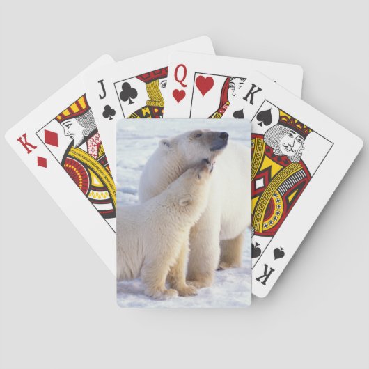Polarbärsäte mit Krug, Packung Spielkarten (Rückseite)