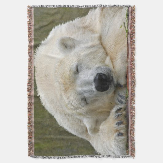 PolarBear20150501 Decke (Vorderseite Vertikal)