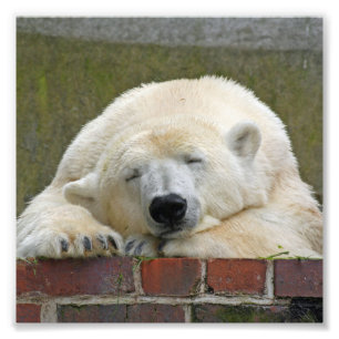 PolarBear20150501 Fotodruck