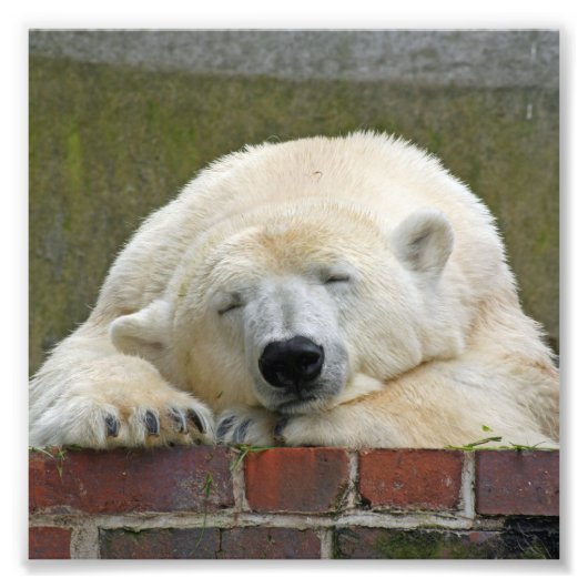 PolarBear20150501 Fotodruck (Vorne)