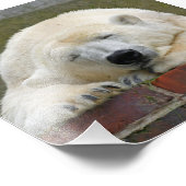PolarBear20150501 Fotodruck (Ecke)