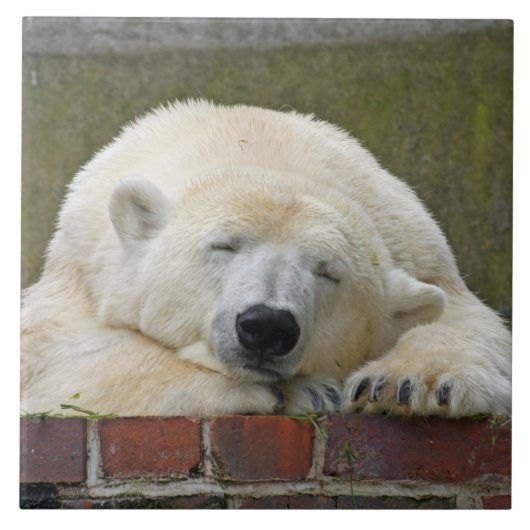 PolarBear 001 Fliese (Vorderseite)