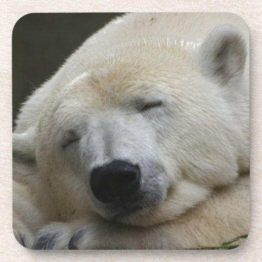 Polarbear 001 untersetzer (Vorderseite)