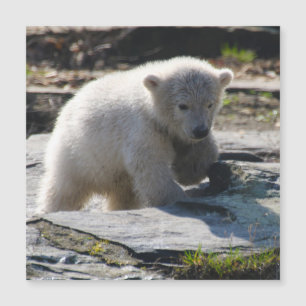 PolarBear_20190302_by_JAMFoto Magnetkarte