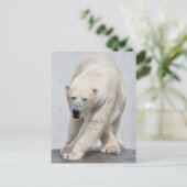 Polarbear Walking Postkarte (Stehend Vorderseite)