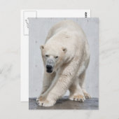 Polarbear Walking Postkarte (Vorne/Hinten)