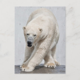 Polarbear Walking Postkarte