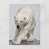 Polarbear Walking Postkarte (Vorderseite)