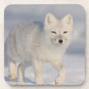 Polarfuchs, Alaska Getränkeuntersetzer